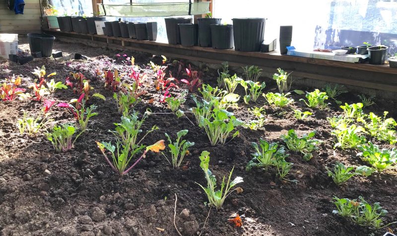 505 – interior, plants-crpd